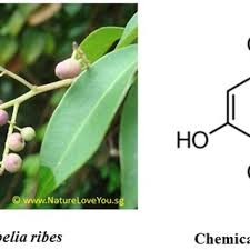 Image result for Embelia ruminata