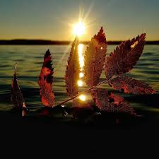Suntem Toamna Ce Vine Si Trece Mereu Suntem Frunze In Mainile Lui Dumnezeu Felicia Feldioran Waterfall Photography Sunrise Sunset Pictures