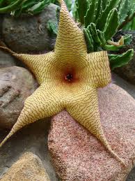 Image result for Stapelia