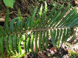 Image result for Blechnum punctulatum
