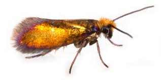 Image result for Micrargeriella