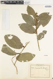 Image result for Rhaphiostylis beninensis