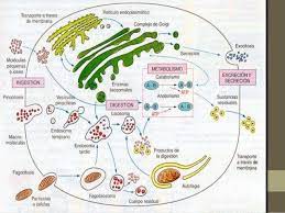 Resultado De Imagen Para Metabolismo Celular Science Map Bullet Journal