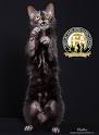 Available Lykoi Cats and Devon Rex Cats & kittens • NadaCatz