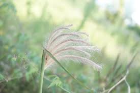 Image result for Chloris virgata