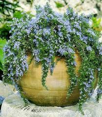 Hanging Rosemary Capri Pflanzen Garten Garten Pflanzen