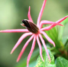 Piante da appartamento con fiori: Pianta D Appartamento Con Candele Brasiliane Scopri La Cura Delle Candele Brasiliane It Haenselblatt Com