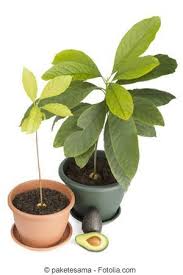 Avocado Avocadobaum Zuchten Pflanzen Und Pflege Avocado Pflanze Avocado Baum Avocadobaum
