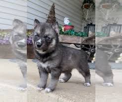 This adorable husky puppies for sale in california is full of life quite active and. View Ad Siberian Husky Puppy For Sale Near Ohio Beaver Usa Adn 200146