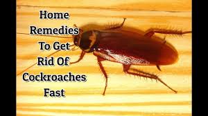 how to avoid roaches in kitchen