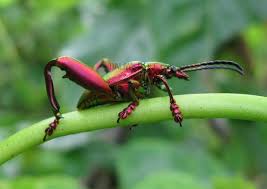 Image result for Fadogia tetraquetra