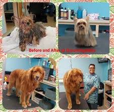 A longhaired dog or a feathered combo coat that is short from a previous hair cut would be a short hair.) basic groom choices Groomingdales Home