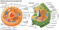 Animal & plant cells 3d projects. 19 Science Cell Poster Ideas Science Cells Cell Model Animal Cell
