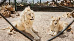 Lions are most active at night and live in a variety of habitats but prefer grassland, savanna, dense scrub, and open woodland. Lions Are On The Menu Now Inside The Legal Lion Bone Trade Abc News