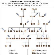 Hair Color Genetics Chart
