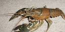 Best Live crawfish in Baton Rouge, LA - Yelp