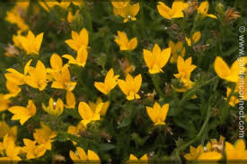 Image result for Monopsis