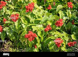 Image result for Bixaceae