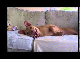 When we participate in a community event or if we organize and. This Is My Fight Song Coastal Pet Rescue Youtube