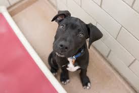 See more ideas about puppies, dane, great dane puppy. Griffith Is Wcco S Pet Of The Week Animal Humane Society