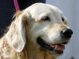 Trebell The Lady in Red