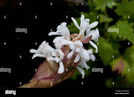 Image result for Satyrium sphaeranthum