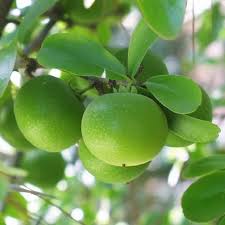 Image result for Dovyalis xanthocarpa