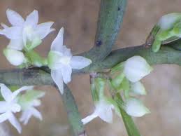 Image result for Eggelingia ligulifolia