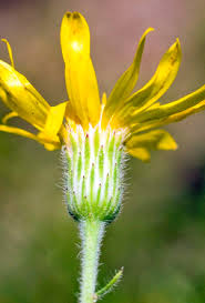 Image result for Heteropyxidaceae