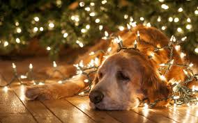 Fonds D Ecran Chien Illuminations De Noel Retriever Animaux Telecharger Photo Et bien d'autres pour donner un nouveau souffle à votre écran! fonds d ecran chien illuminations de
