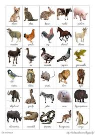 Herman Walters Hermanwalters Imagier Animaux La Maternelle De Laurene Animaux