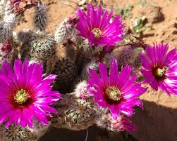Download hd wallpapers for free on unsplash. Wallpaper Cactus Pink Flowers Needles Desert Plants 1920x1200 Hd Picture Image