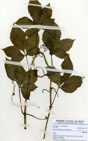 Image result for Cissus petiolata