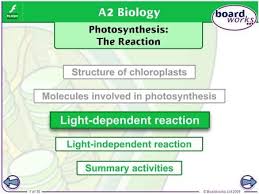 Boardworks A2 Biology Photosynthesis The Reaction Photosynthesis Summary Activities Light Independent Reactions