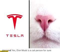 Tesla motors is a us car brand aiming to revolutionise road travel. Tesla Logo Like Cat Nose Elon Musk Is A Cat Person For Sure Starecat Com