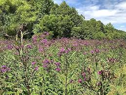 Image result for Vernonia helodea