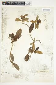 Image result for Cordylostigma virgatum