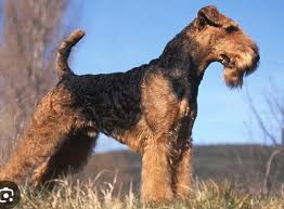 Image result for velšteriér