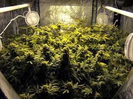 Große auswahl an grow lights. Cannabis Grow Light Breakdown Heat Cost Yields Grow Weed Easy