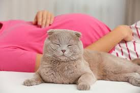 Here are some essential items to have on hand and tips to help your cat have a successful and safe delivery. Cats And Women S Health Jordan Times