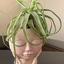 Novakii Giant Air Plant, EXTRA LARGE Air Plant, Blush Air Plant, Color Air  Plant, Flowering Air Plant