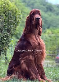 Image result for irský setr