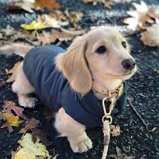 Django Reversible Puffer Dog Coat Dachshund Puppies Daschund Puppies Wiener Dog Puppies
