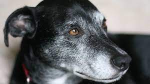 The dog may show signs of exhaustion, appetite loss, vomiting or even diarrhoea when suffering from this type of cancer. Blood Cancer In Dogs Hemangiosarcoma Leukemia And Lymphoma Healthy Paws Pet Insurance