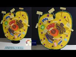 Animal Cell Model Science 3d Project Model For Students Animal Cell Project Animal Cell 3d Youtube In 2020 Animal Cell Project Cells Project Animal Cell