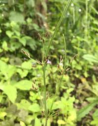 Image result for Fimbristylis dichotoma