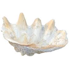 These gifts from nature are sustainably sourced, cites approved and covered by numerous australian & international environment compliance certificates. Giant South Pacific Tridacna Gigas Clam Shell With High Elbows At 1stdibs