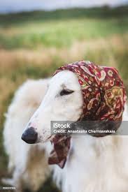 images?q=tbn:ANd9GcS93rSPcMQsp1VCKaz_Cx9AtIUiReDrMoCbUQ&s