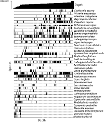 Image result for Scleria welwitschii