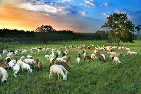 55,942 likes · 26 talking about this · 35,293 were here. Back To Basics At Agro Farms In Malaysia Malaysia World Heritage Travel Site